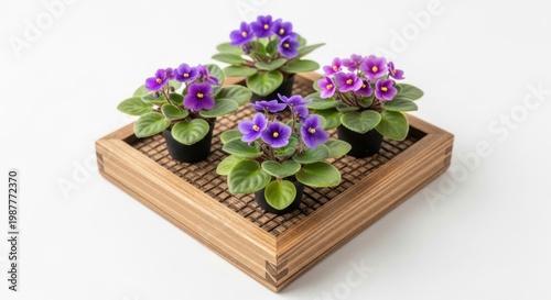 Four potted African violets with vibrant purple flowers.