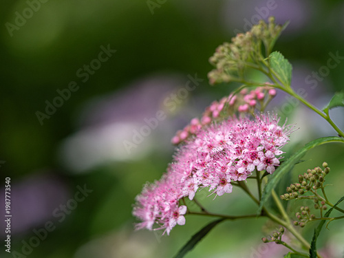 Konstfotografi Close-up of pink Spiraea japonica flowers in the garden.