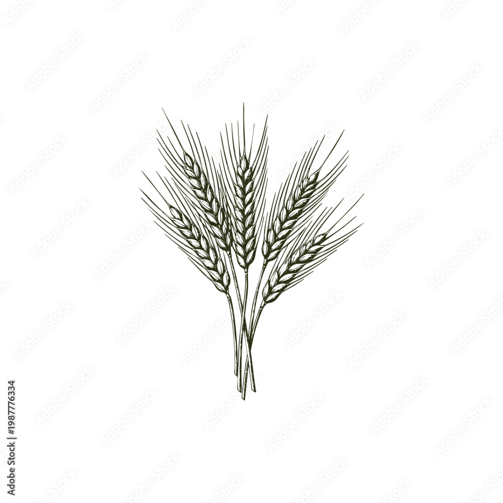 Fototapeta premium Vintage hand drawn wheat ears sheaf illustration isolated on white background