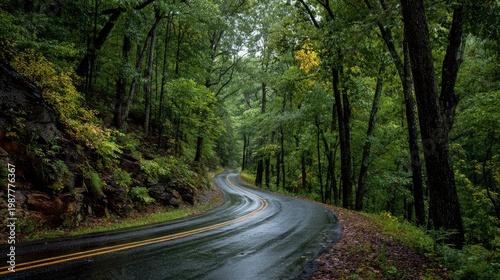 Serene winding road through lush green forest after rain, showcasing vibrant foliage and tranquility