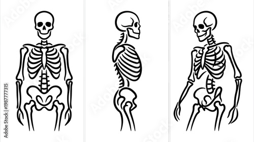Simplified Skeleton Anatomy in Front Profile and Angled Views