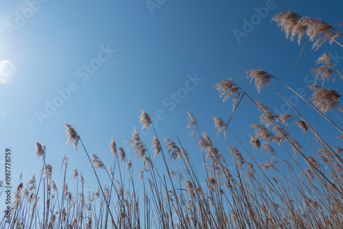 晴れた空と太陽　琵琶湖のヨシ林　
