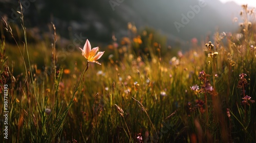 Serene sunset over a vibrant meadow filled with colorful wildflowers, creating a peaceful atmosphere