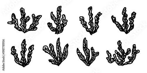 Hand drawn sea coral and seaweed doodle set Tropical underwater flora, aquarium plants, ocean plant, algae, coral reef, leaves, branches
