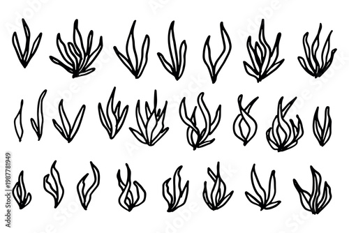 Hand drawn sea coral and seaweed doodle set Tropical underwater flora, aquarium plants, ocean plant, algae, coral reef, leaves, branches