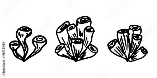 Hand drawn sea coral and seaweed doodle set Tropical underwater flora, aquarium plants, ocean plant, algae, coral reef, leaves, branches