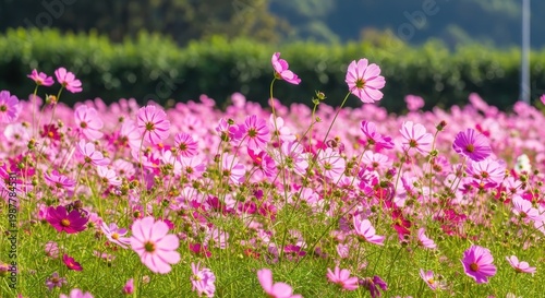 Beautiful Field of Pink Cosmos Flowers Blooming in Sunlight.