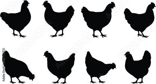 Black chicken silhouettes in various poses 
