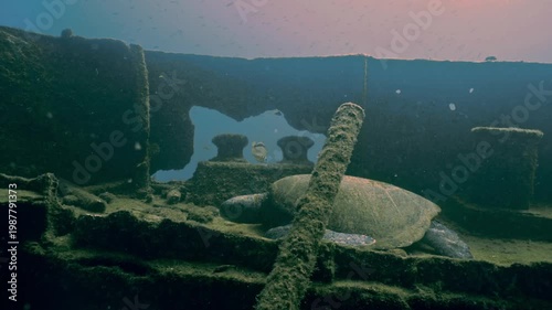 Green sea turtle resting on the algae-covered deck of a sunken shipwreck in clear blue water