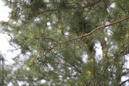 pine tree branches with fresh needles and buds, captured in soft natural light, shallow depth of field isolates the foreground, highlighting fine textures