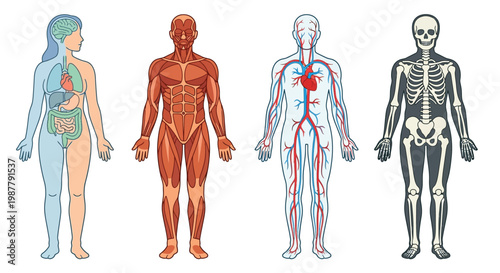 Anatomical study of human figures displaying layers of the body