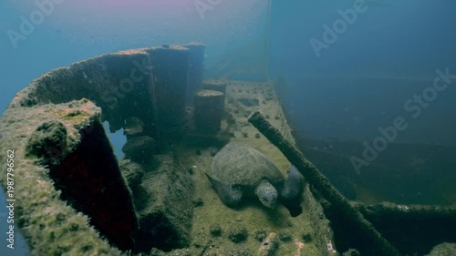 Green sea turtle peacefully resting on the deck of a sunken shipwreck covered in algae and rust