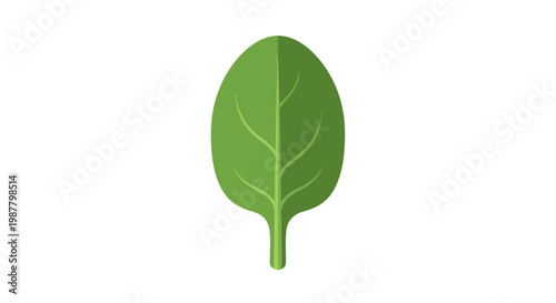 Single fresh green spinach leaf isolated on white background. Healthy food ingredient.