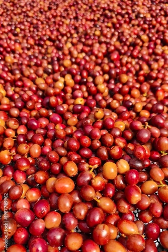 close up of fresh coffee beans for background