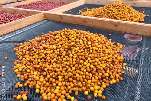 Coffee beans drying in the sun