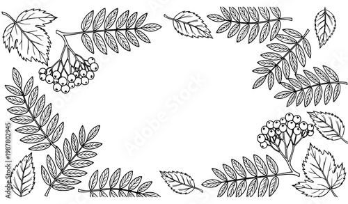 Autumn doodle frame with leaves and mountain ash branches in black outline vector for coloring book design