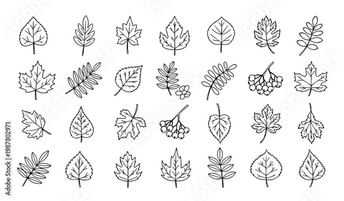 Autumn doodle vector set with leaves and mountain ash branches in black outline for coloring book pages