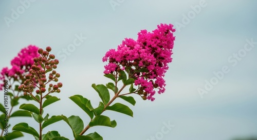 Beautiful Pink Crepe Myrtle Flowers Blooming in the Summer.
