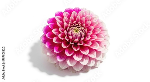 Beautiful Pink Dahlia Flower Isolated on White Background.