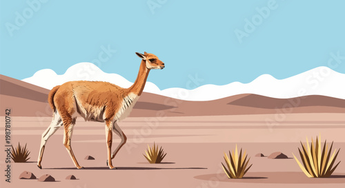 Vector illustration of a wild vicuna walking across the arid Atacama Desert landscape with sand dunes, sparse shrubs, and white volcanic mountains under a clear blue sky.