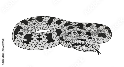 Coiled viper snake vector illustration featuring detailed scale textures, dorsal spots, and a flickering forked tongue, black and white artistic rendering isolated on white.