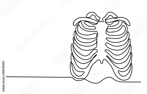 Detailed human ribcage continuous line art anatomical illustration showing chest bones sternum and thoracic cage for medical education and abstract artwork