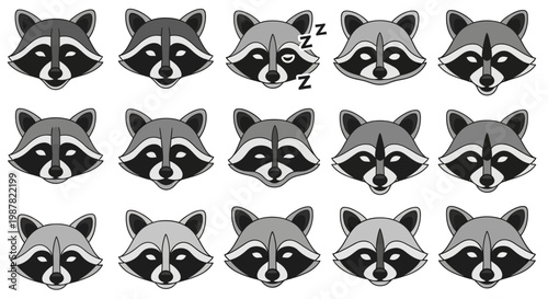 Raccoon faces in a row closeup.