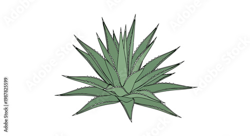 Agave Plant Illustration - Hand-Drawn Style