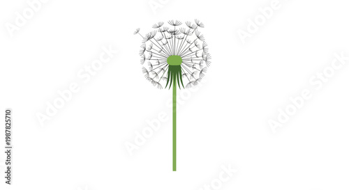 Dandelion Clock Seed Head Blown by Wind Isolated on White
