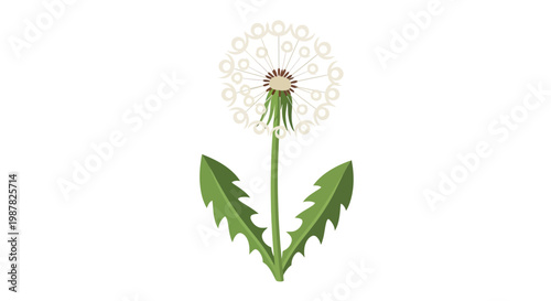 Dandelion seed head on white background, delicate fluff, green leaves, spring bloom