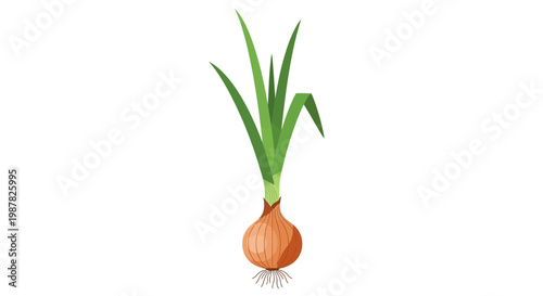 Fresh Green Onion Plant with Bulb and Roots Isolated on White Background