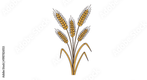 Golden Wheat Stalks Isolated on White Background - Healthy Grains Harvest
