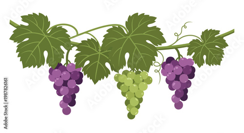 Grapevine with Green and Purple Grapes, Leaves, and Tendrils on White Background