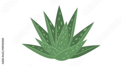 Green Aloe Vera Plant Illustration