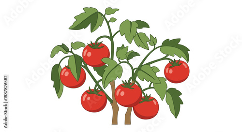 Healthy Tomato Plant with Ripe Red Fruits Growing on Stem