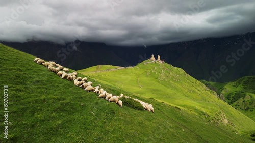 Epic mystery mountain sheep herd aerial flight. 
Cinematic panorama of traditional domestic animals walking 
on green grassy hill toward ancient historic monastery 
under dramatic storm clouds in Geor