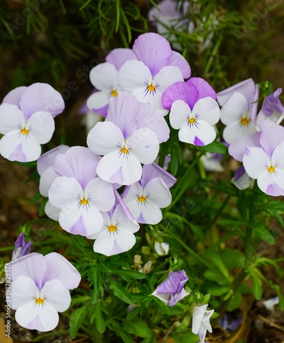 Fully bloomed light purple pansy