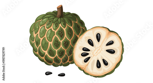 Green sugar apple next to a cross-section slice revealing the creamy white flesh and several large black seeds illustrated on a white backdrop.
