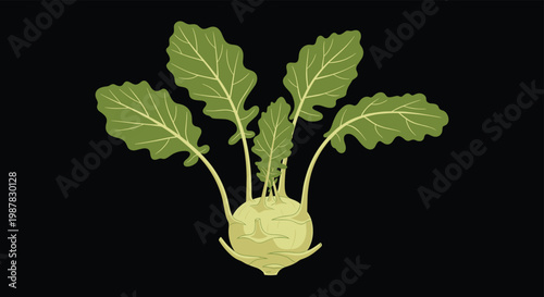 Kohlrabi vegetable with fresh green leaves and rounded root isolated on a dark background for healthy food design concepts.