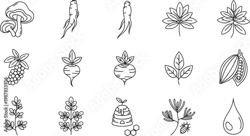 Set of hand drawn botanical and organic element vector icons with botanical mushroom handdrawn