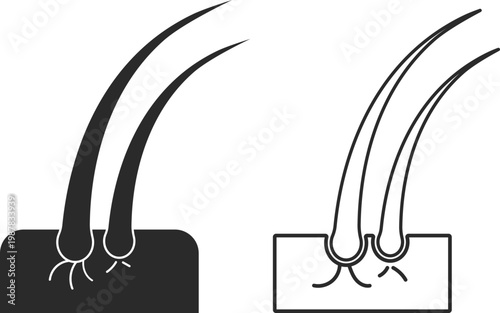 Hair follicle structure illustration showing scalp and hair growth layers. clean medical vector for dermatology, trichology, education, and healthcare design use