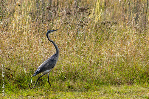 South African birds - a black-headed heron hunts in a grassy patch in the countryside