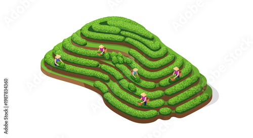 Isometric illustration of tea farmers gardening on a terraced tea plantation, their character design presented as vector icons against a clean white background, creating a world of business
