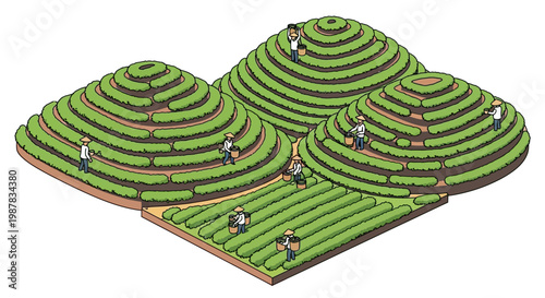 Isometric vector illustration showcasing tea farmers harvesting tea leaves on a terraced tea garden, set against a clean white background with a vibrant green and brown color palette
