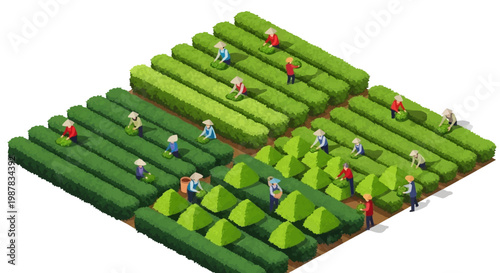 Isometric vector art depicts tea farmers working on a terraced tea garden with rows of green tea plants, presented in a bright and colorful style that suggests a thriving global business