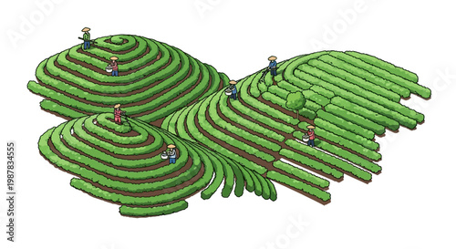 Isometric vector illustration of people working in a terraced tea garden, showcasing a tea plantation design with tea farmers tending to the plants, set against a clean white background