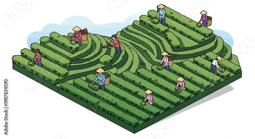 Isometric vector art showcases tea farmers harvesting tea leaves on a terraced tea garden, with a vibrant green color palette and detailed character design showing the world of agricultural