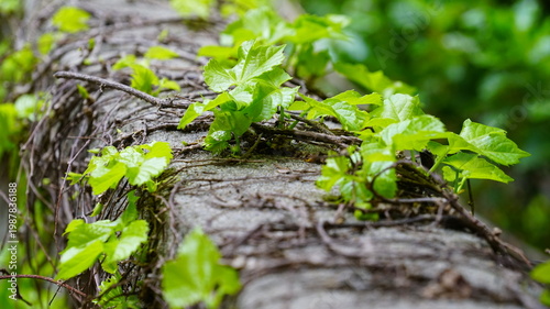 the vines of the ivy on the wall