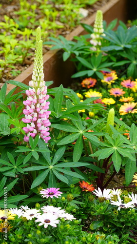 Lupinus flowers in full bloom in the flower bed