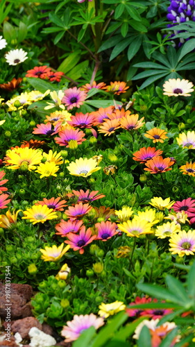 African daisies in full bloom in the flower bed